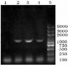 Neutral phytase transgenic recombinant lactobacillus and product and application thereof
