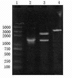 Neutral phytase transgenic recombinant lactobacillus and product and application thereof