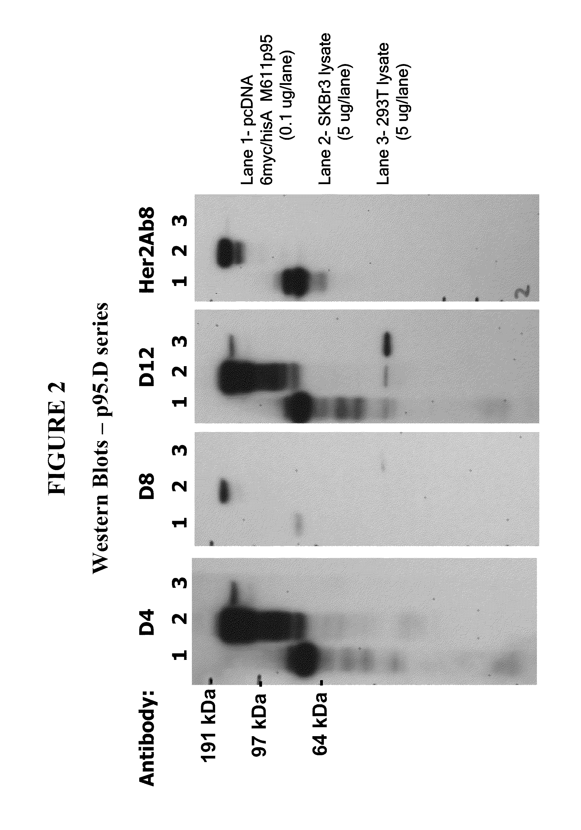 Methods and Assays for Measuring p95 and/or p95 in a Sample and Antibodies Specific for p95