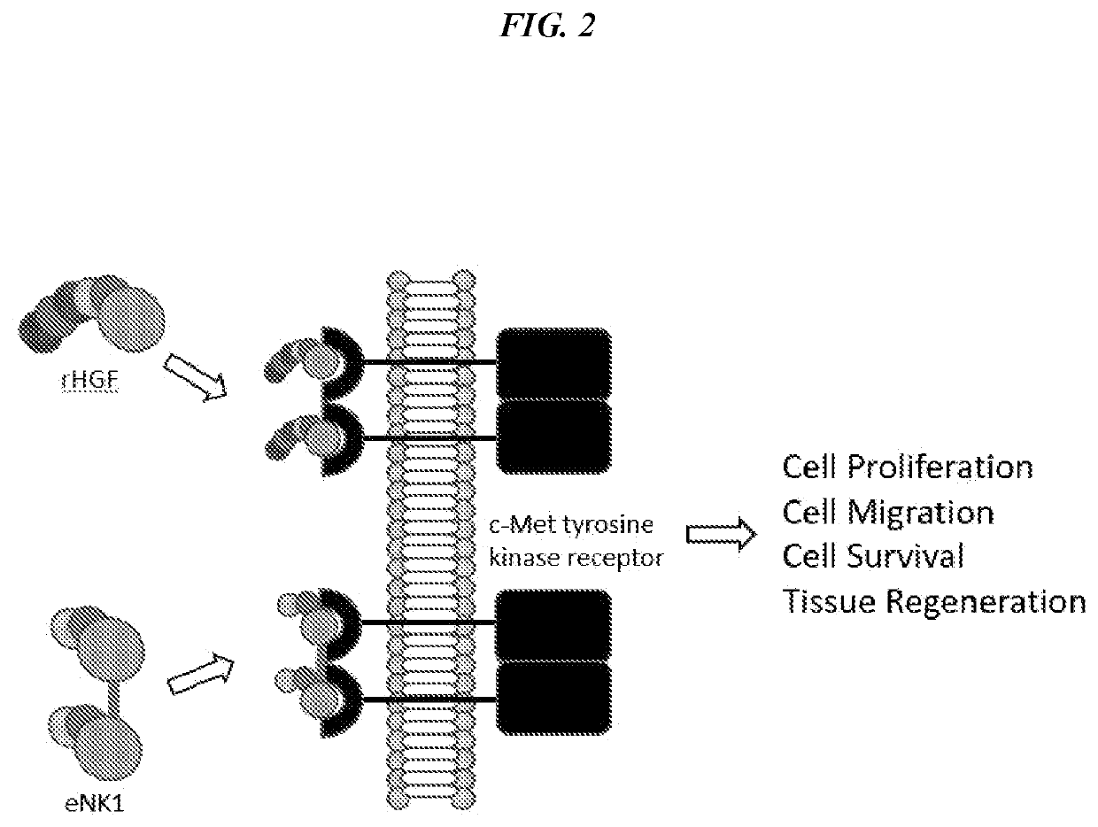 Methods of ocular treatment using an engineered dimeric fragment of hepatocyte growth factor