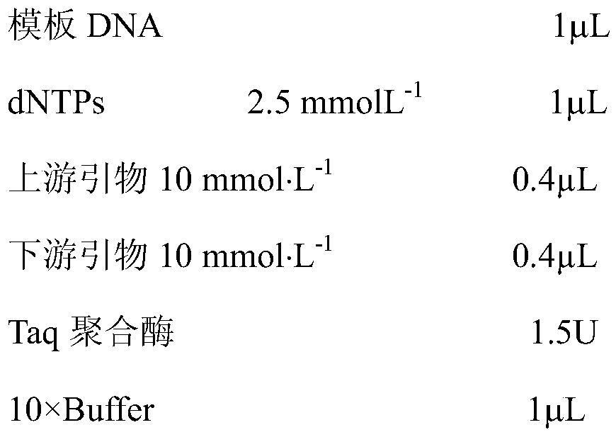 Common camellia oleifera SSR molecular marker primers and marking method and application thereof