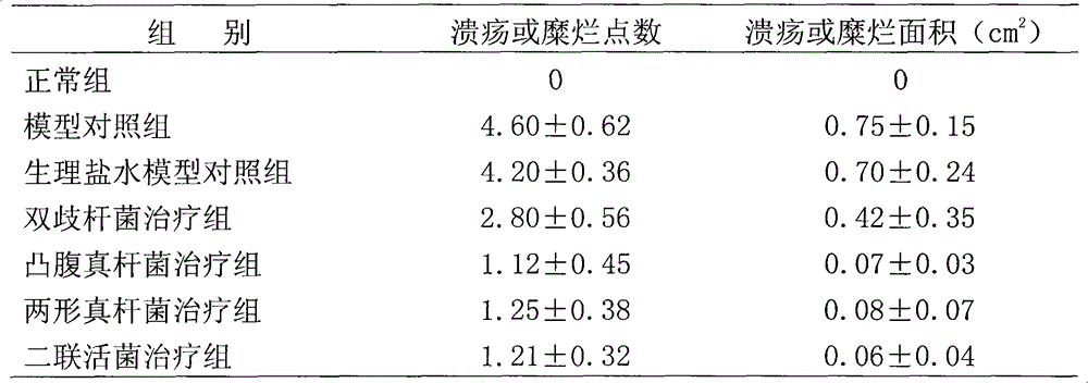 Eubacterium biforme preparation and use thereof