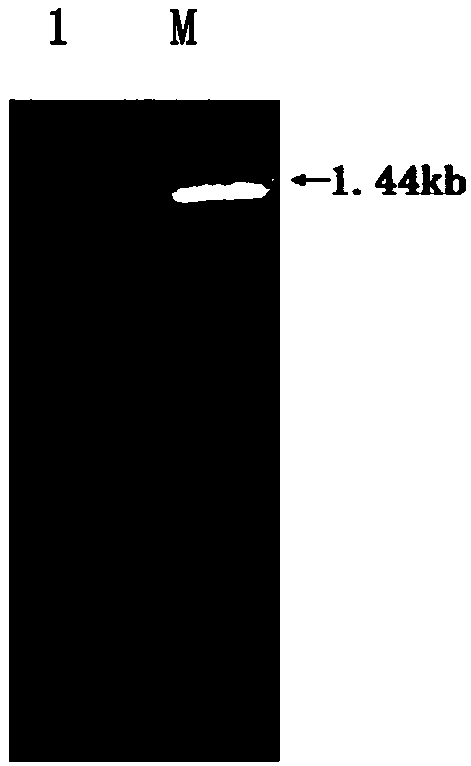 F2 protein based indirect ELISA kit for detection of fowl adenovirus serotype 4 antibody