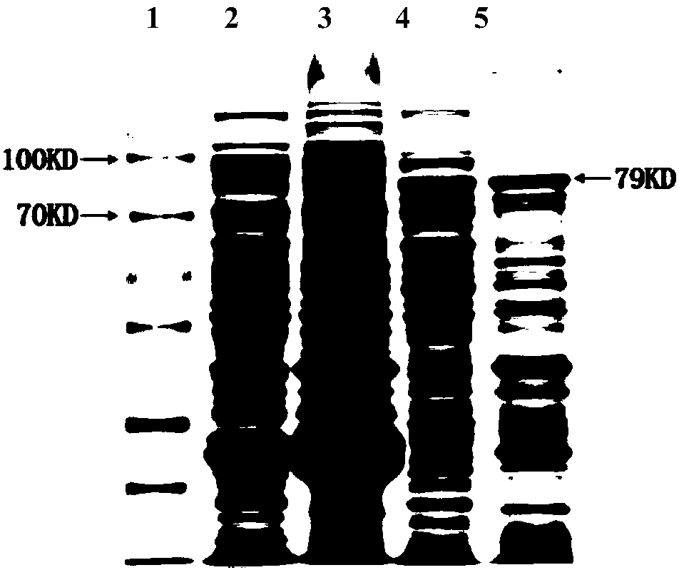 F2 protein based indirect ELISA kit for detection of fowl adenovirus serotype 4 antibody