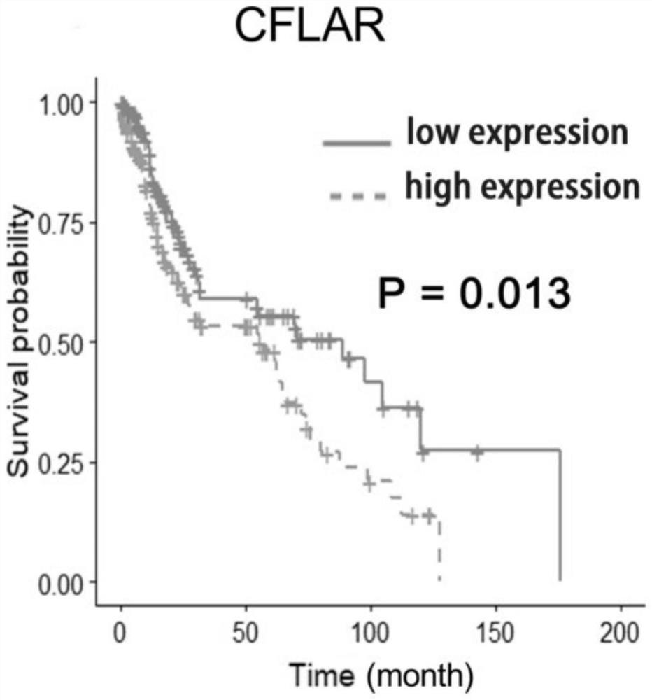 Application of CFLAR as diagnostic marker in construction of lung squamous cell carcinoma prognosis prediction model