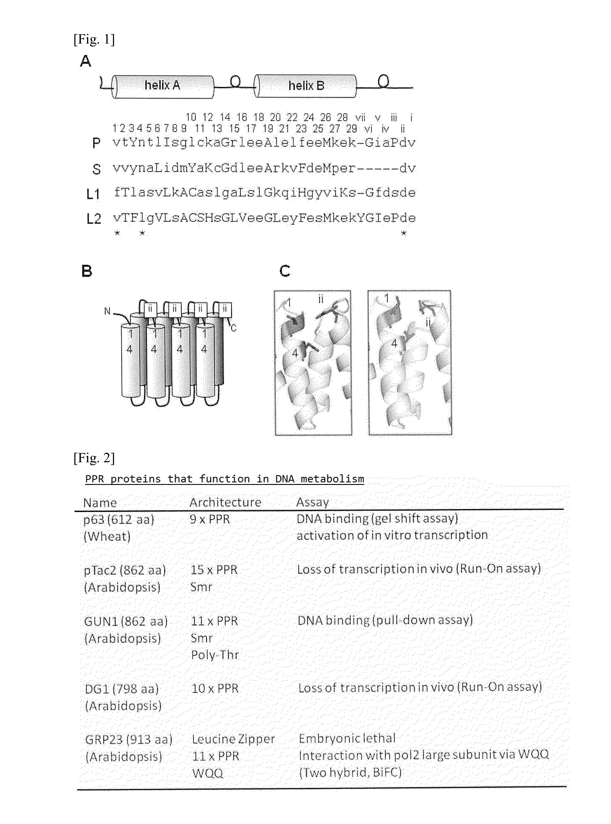 Dna-binding protein using ppr motif, and use thereof