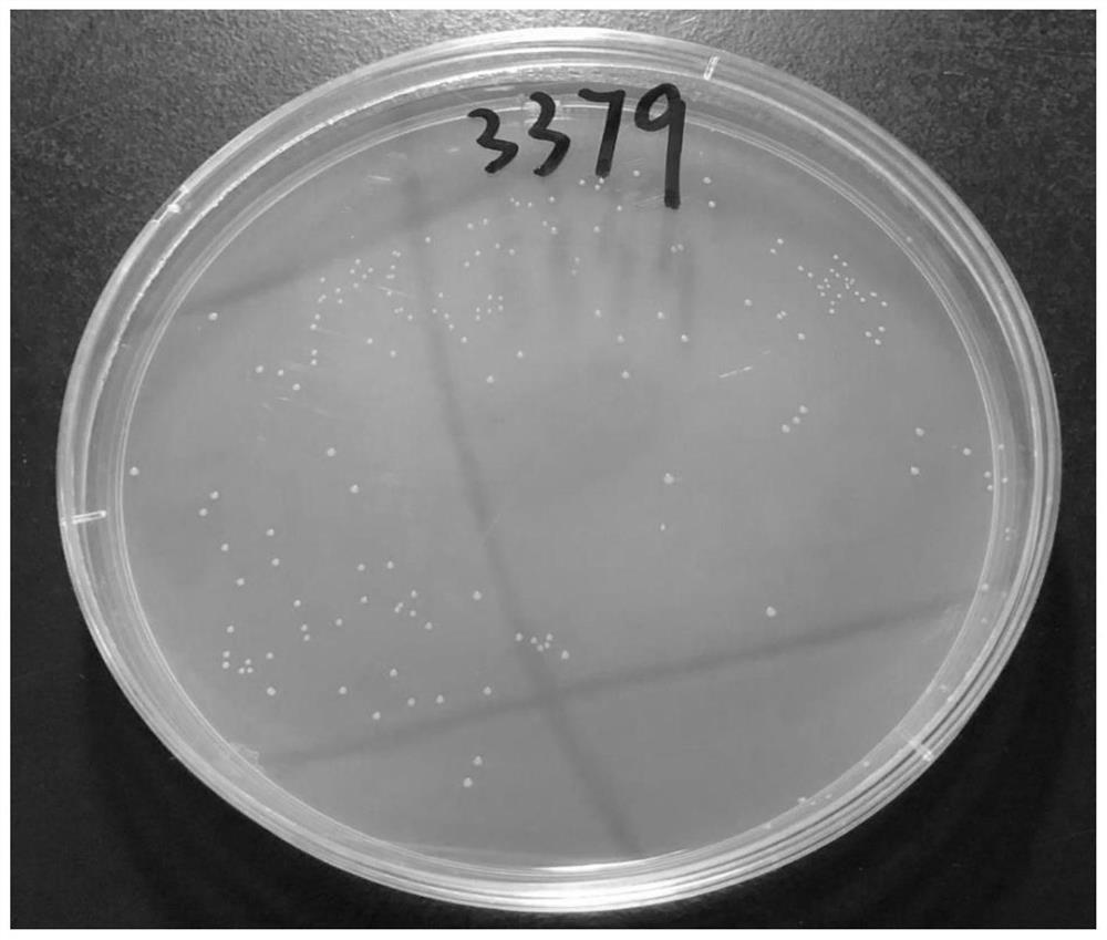 streptococcus-thermophilus-with-high-yield-of-exopolysaccharides-and