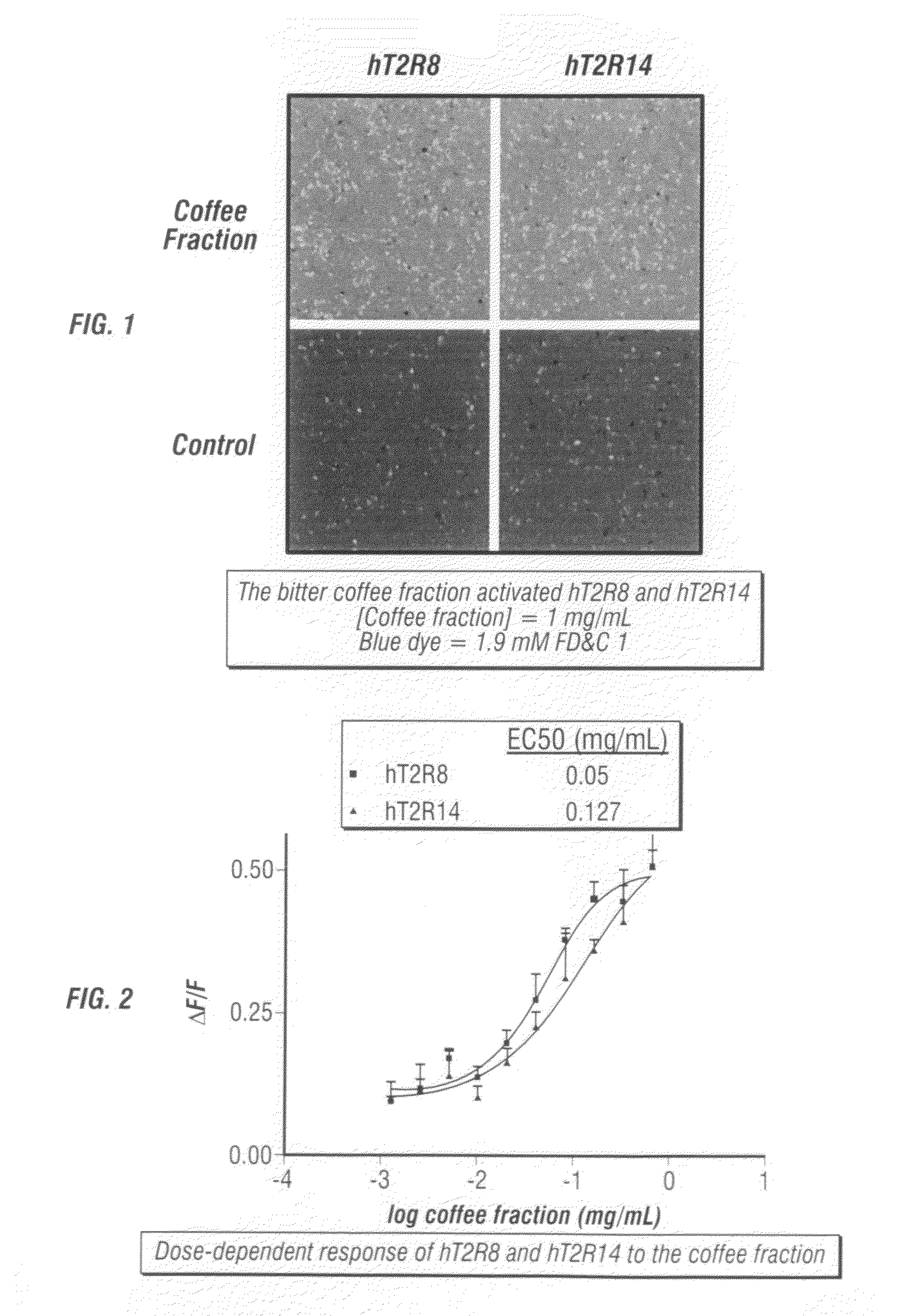 Identification of human T2R receptors that respond to bitter compounds that elicit the bitter taste in compositions, and the use thereof in assays to identify compounds that inhibit (block) bitter taste in composition and use thereof