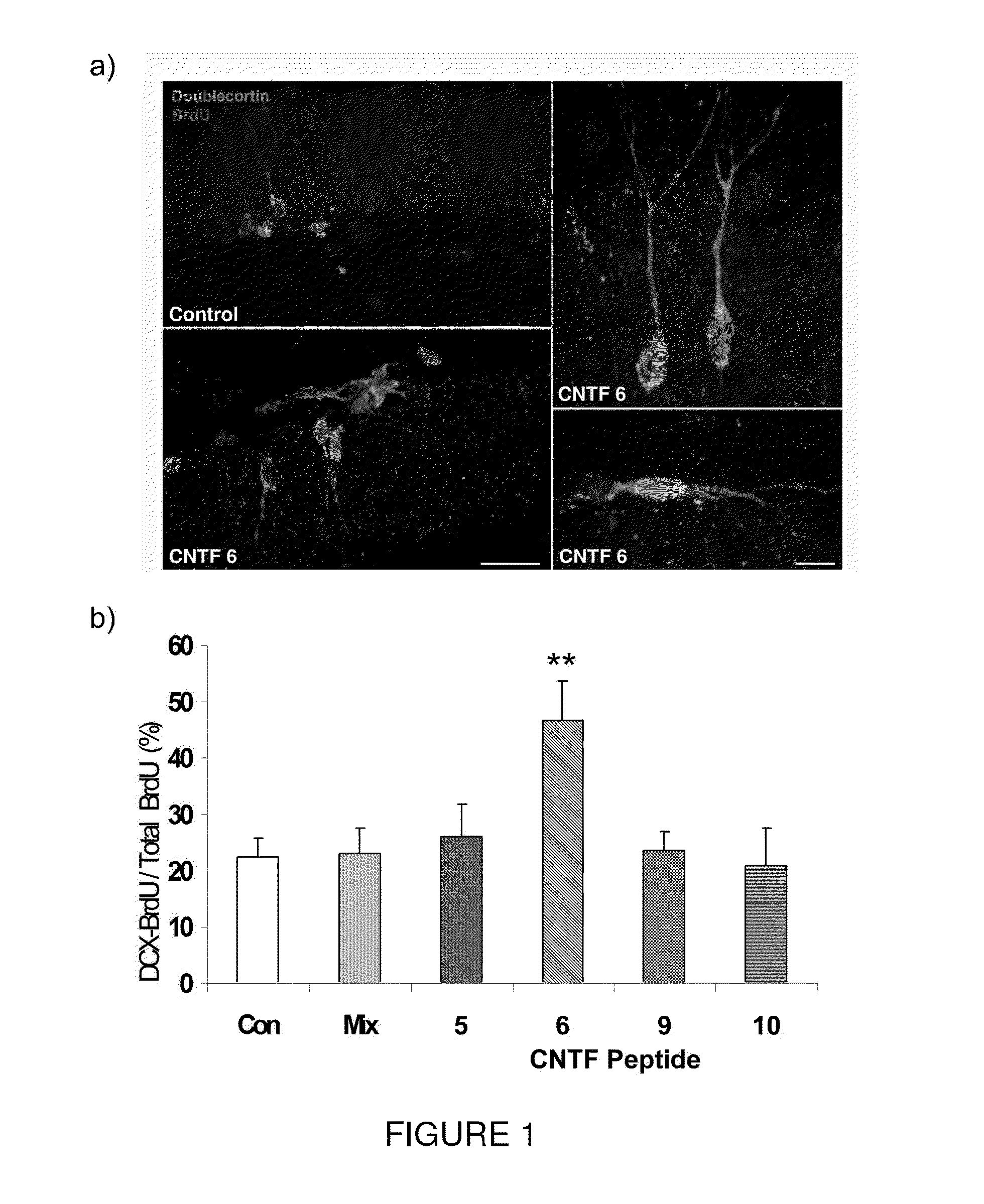 Neurotrophic peptides