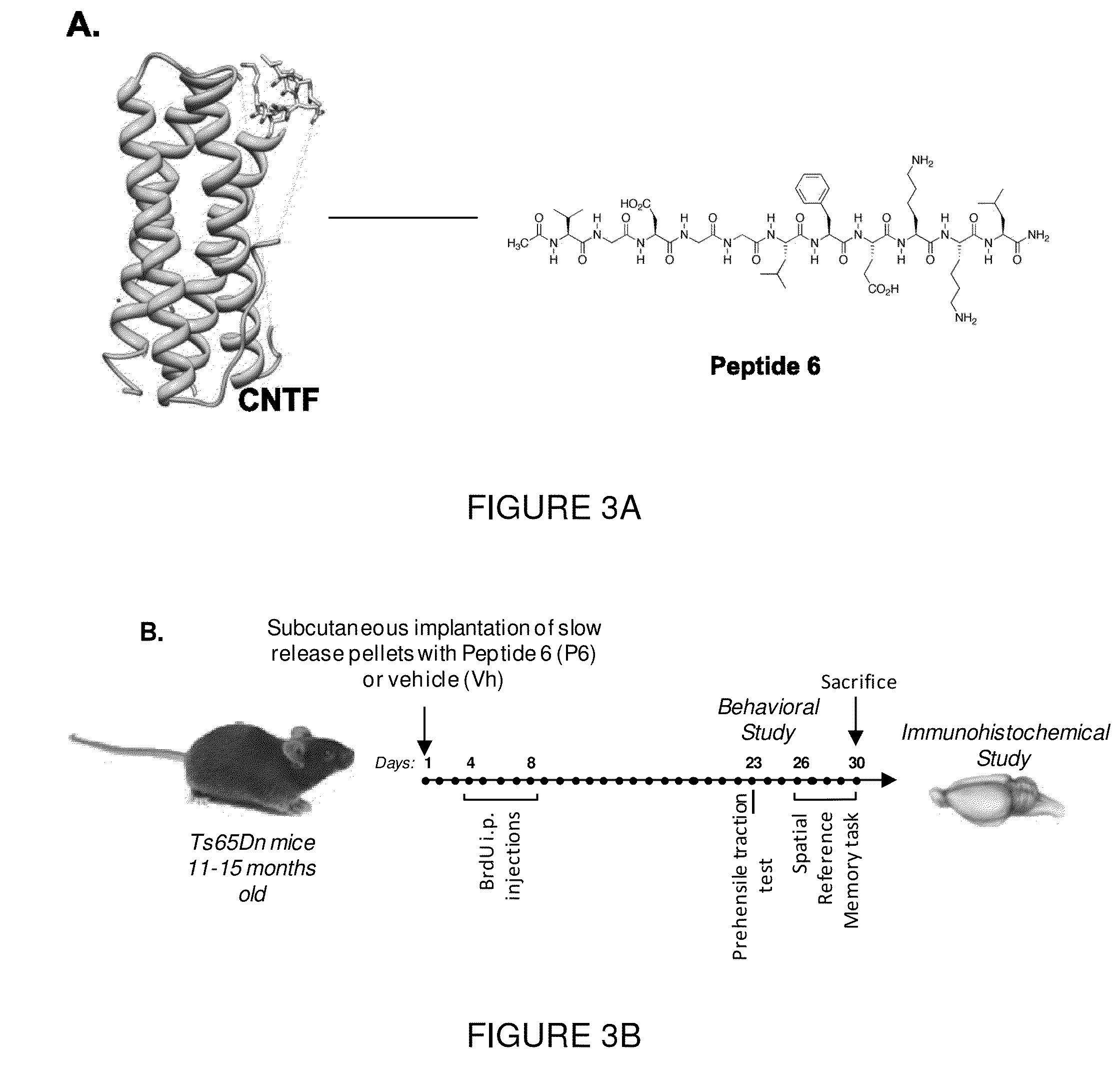 Neurotrophic peptides