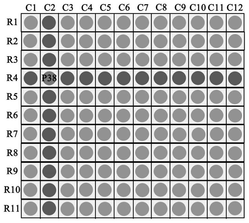 Specific T cell epitope peptide P38 screened from novel coronavirus S protein whole proteome and application thereof