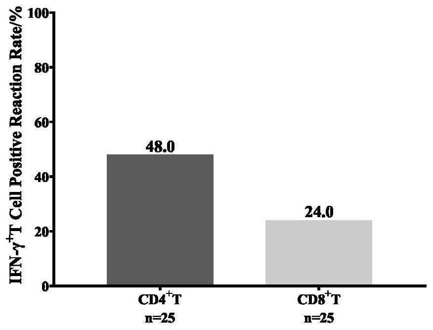 Specific T cell epitope peptide P38 screened from novel coronavirus S protein whole proteome and application thereof