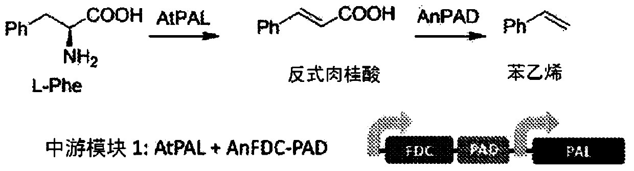 Bioproduction of phenethyl alcohol, aldehyde, acid, amine, and related compounds