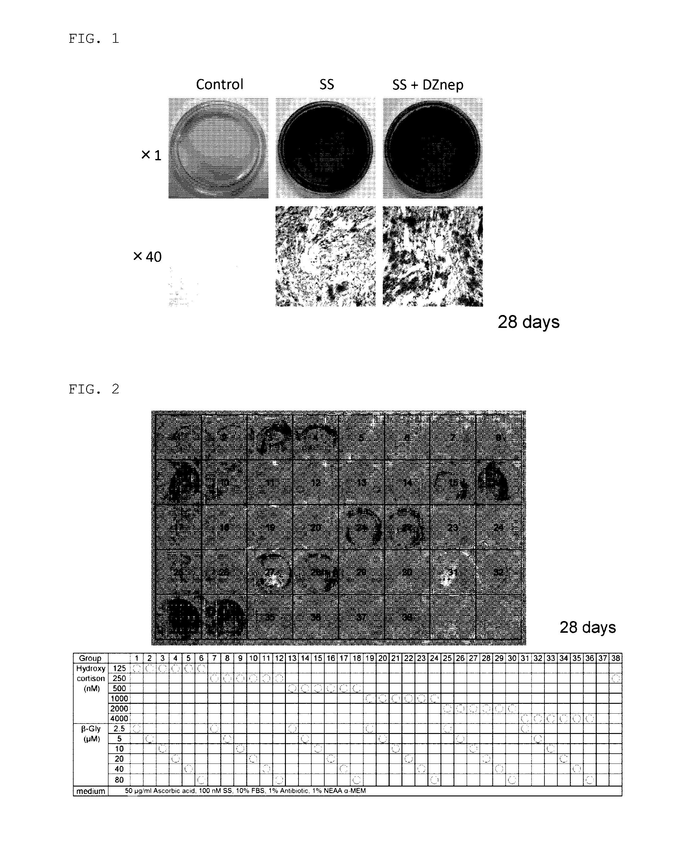 Method for preparing osteoblasts and osteoblast inducer