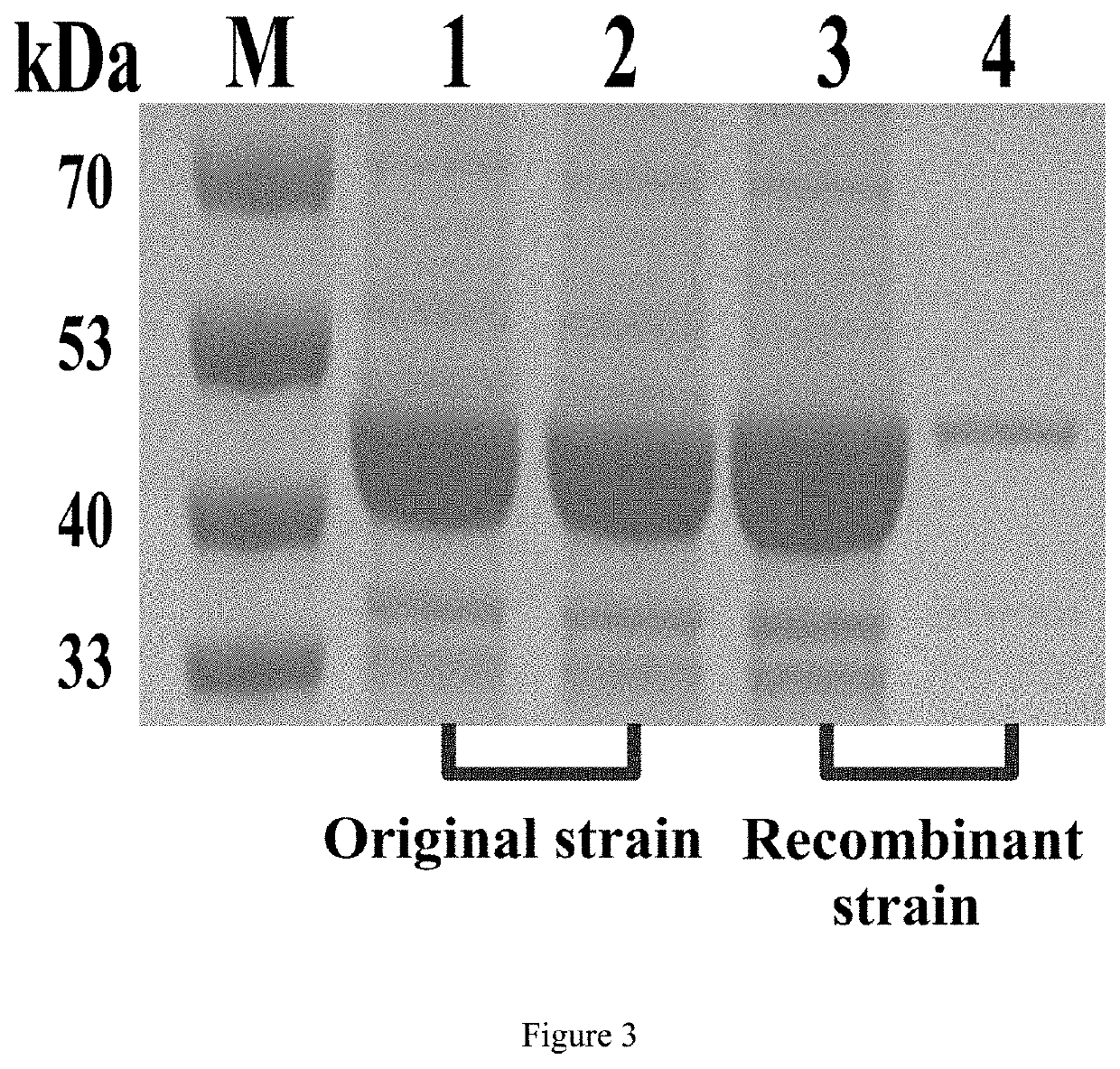 Polypeptide tag, highly soluble recombinant nitrilase and application thereof in synthesis of pharmaceutical chemicals