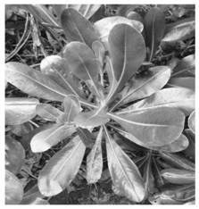 Method for breeding pittosporum tobira seedlings based on tissue culture technology