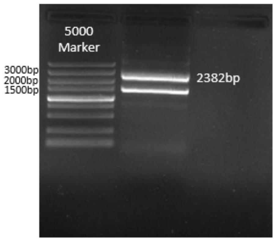 A replication-deficient recombinant influenza virus expressing both HA and hef