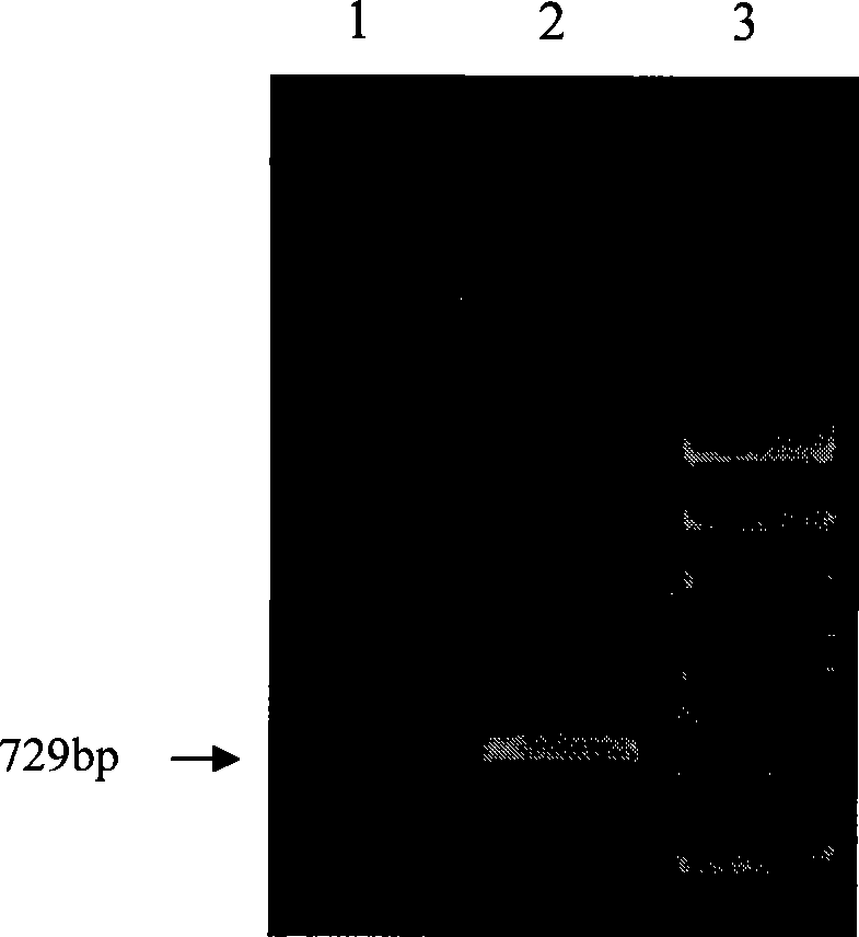 Infectivity resistant bursal disease virus VP4 protein monoclonal antibody