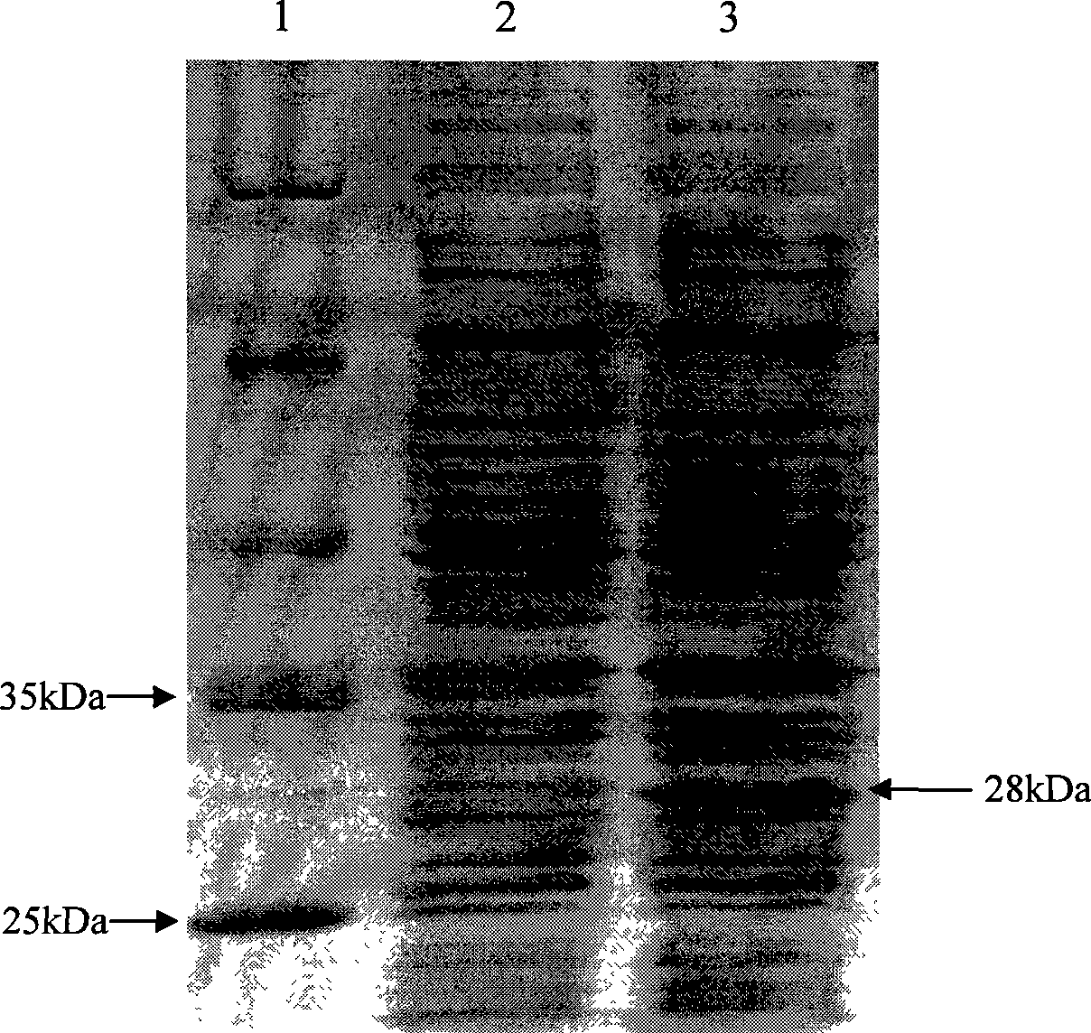 Infectivity resistant bursal disease virus VP4 protein monoclonal antibody