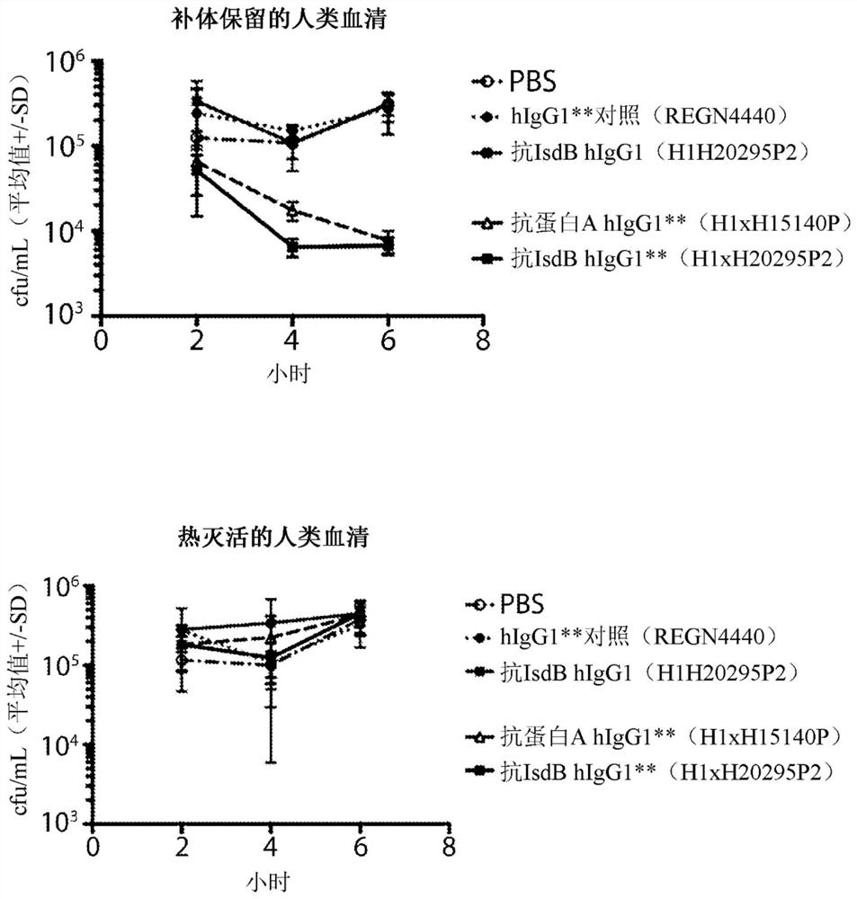 Anti-staphylococcus antibodies and uses thereof