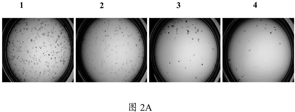 Application of oroxin B and drug containing oroxin B