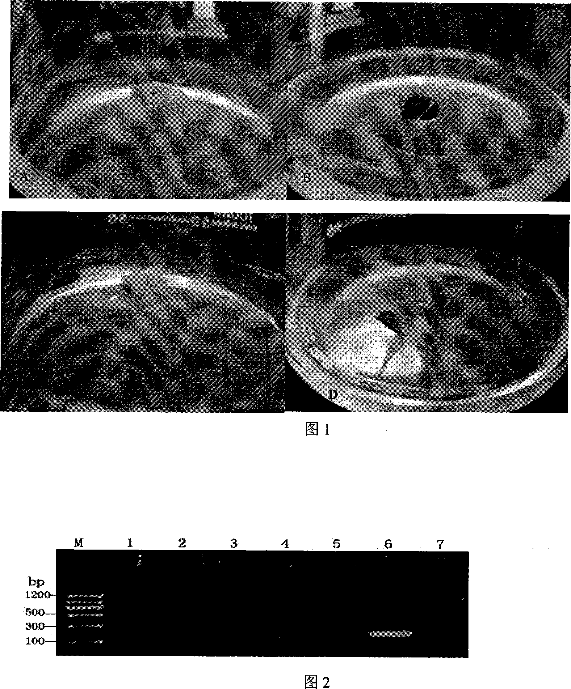 Method for rapidly removing three viruses of lily