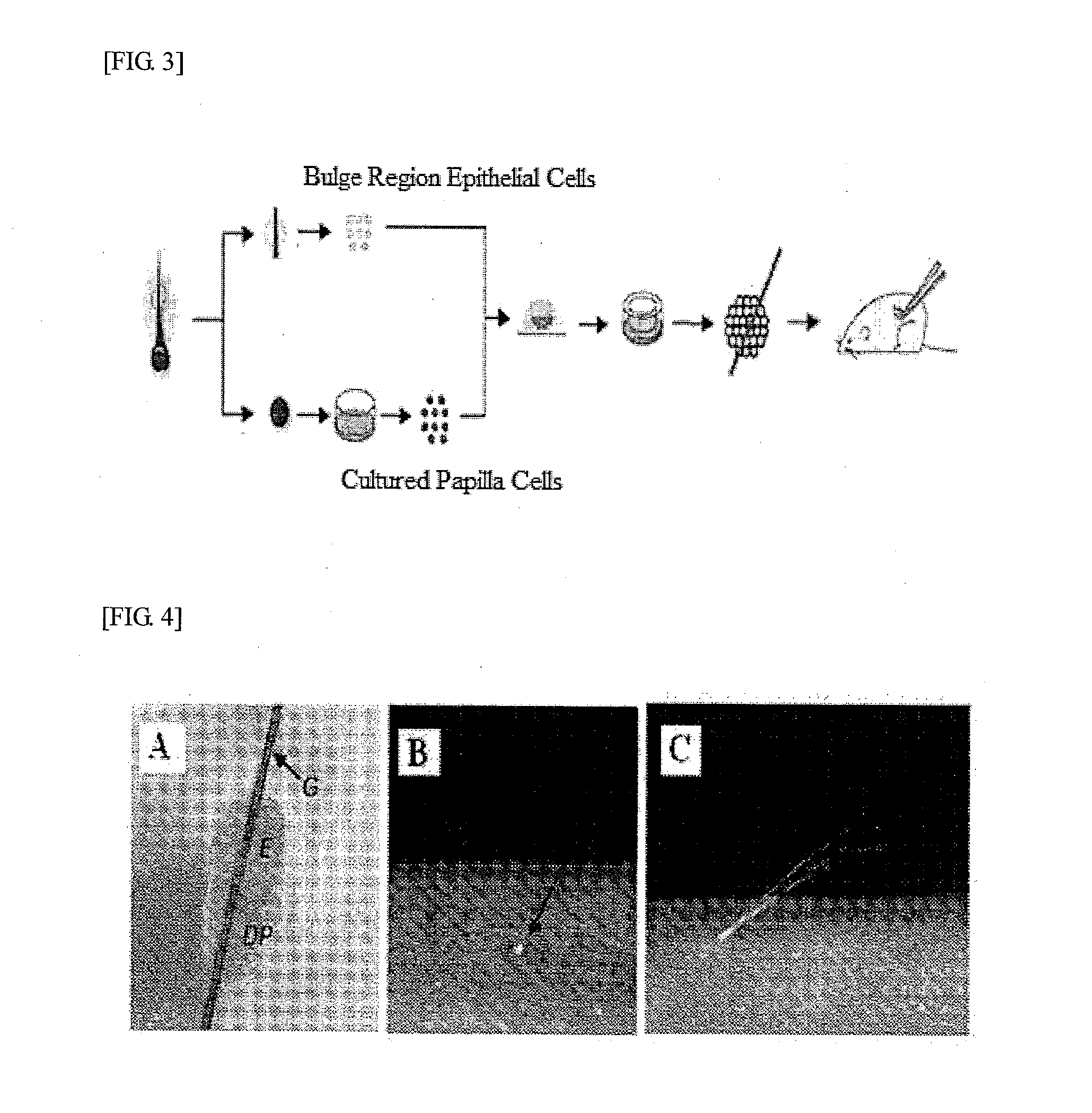 Method for producing regenerative organ primordium provided with guide for transplantation, composition containing regenerative organ primordium provided with guide for transplantation produced thereby, and method for trnsplanting regenerative organ primordium provided with guide for transplantation