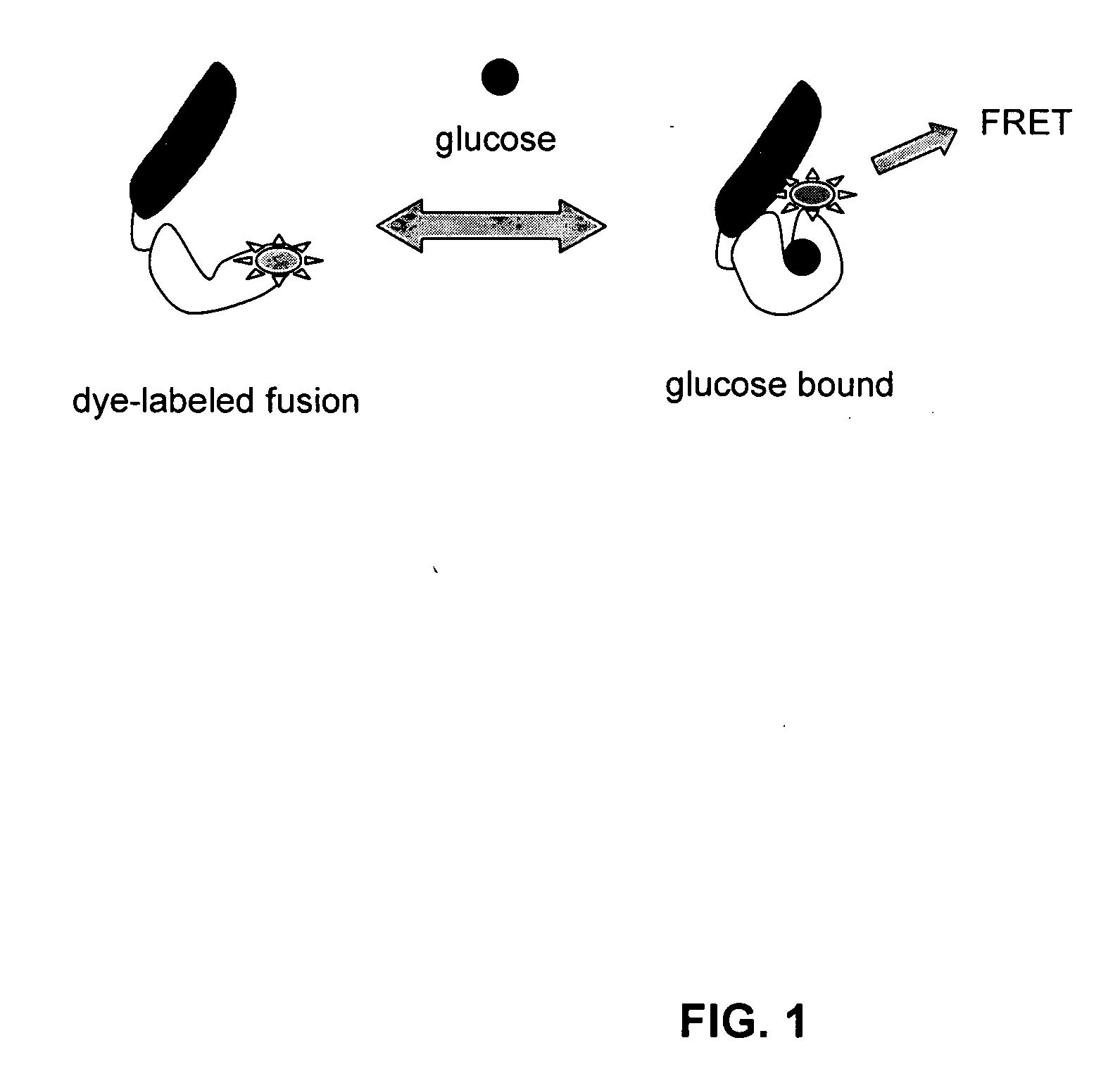 Compositions and methods for measuring analyte concentrations