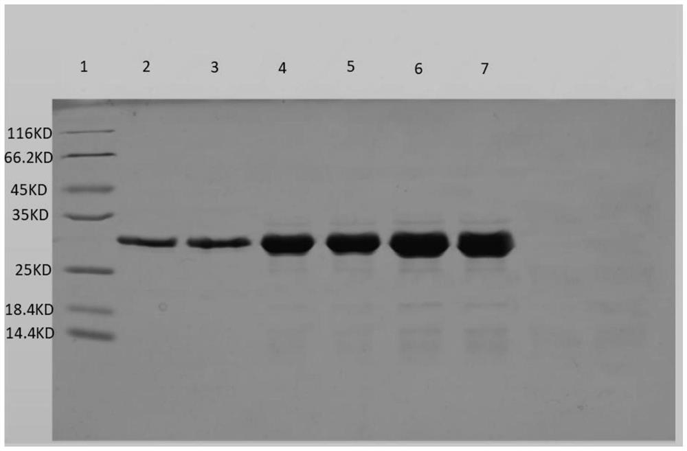 Method for purifying recombinant mussel-like mucin