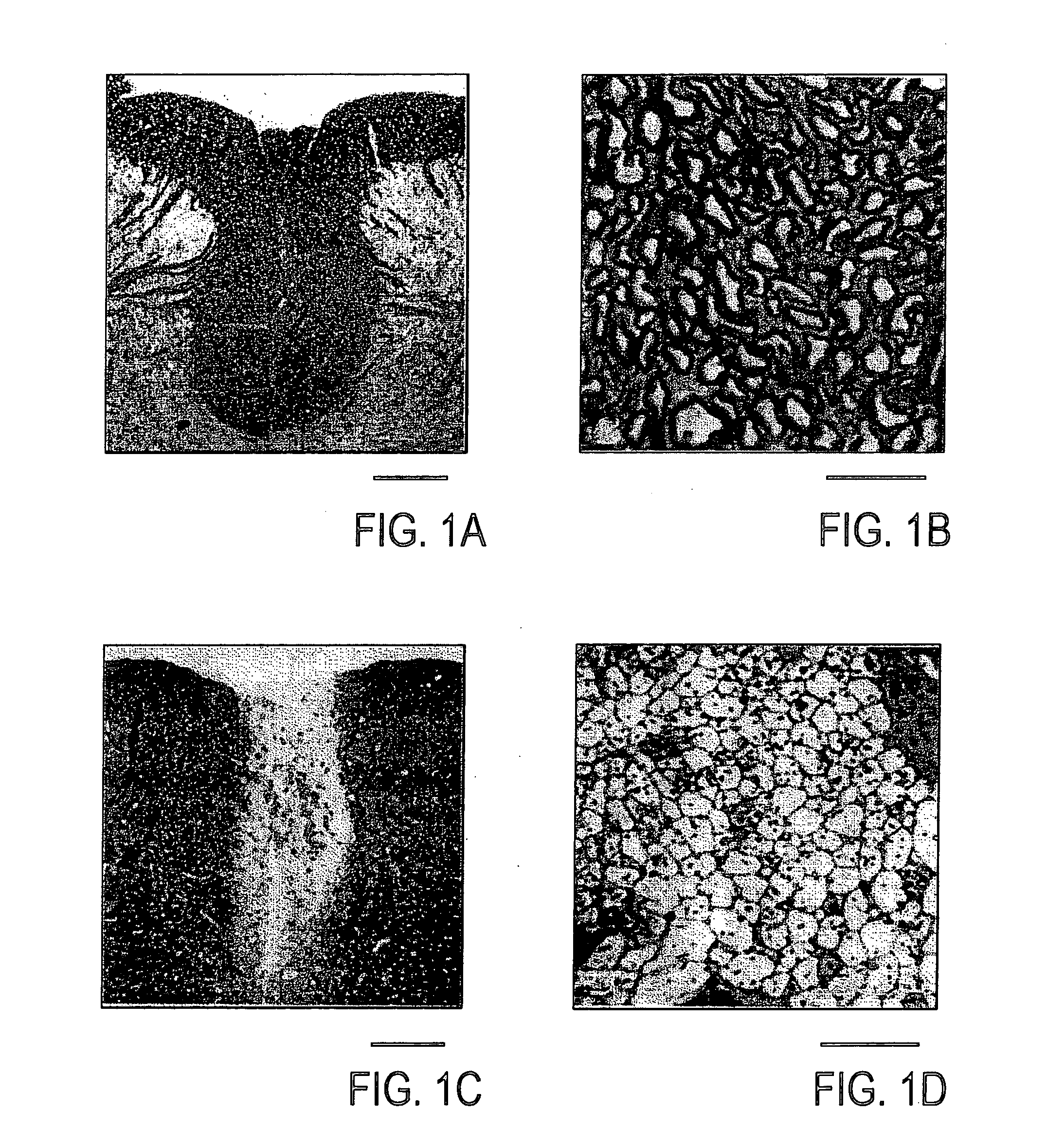 Cell fractions containing cells capable of differentiating into neural cells