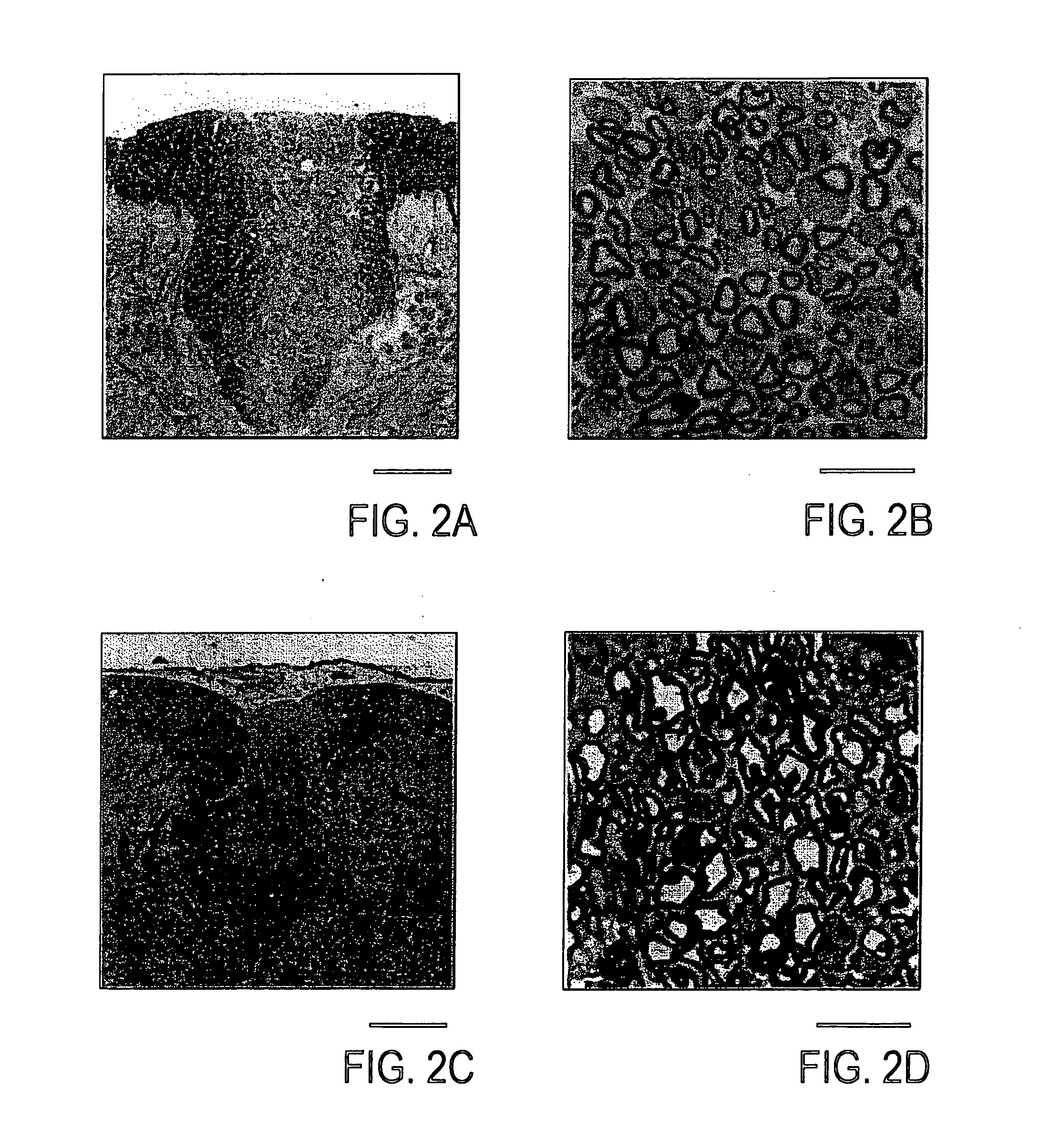 Cell fractions containing cells capable of differentiating into neural cells