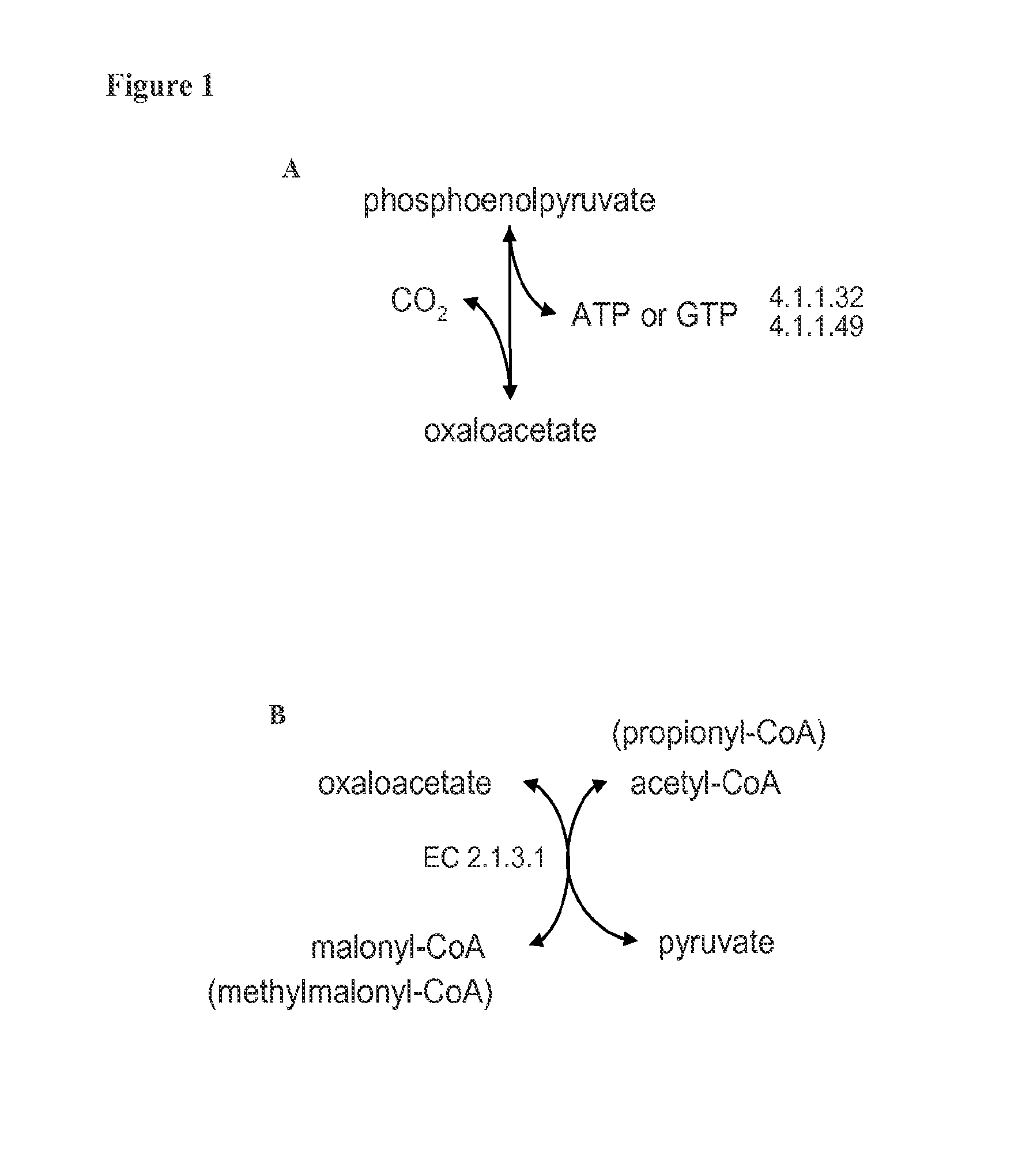 Production of Malonyl-CoA Derived Products Via Anaerobic Pathways