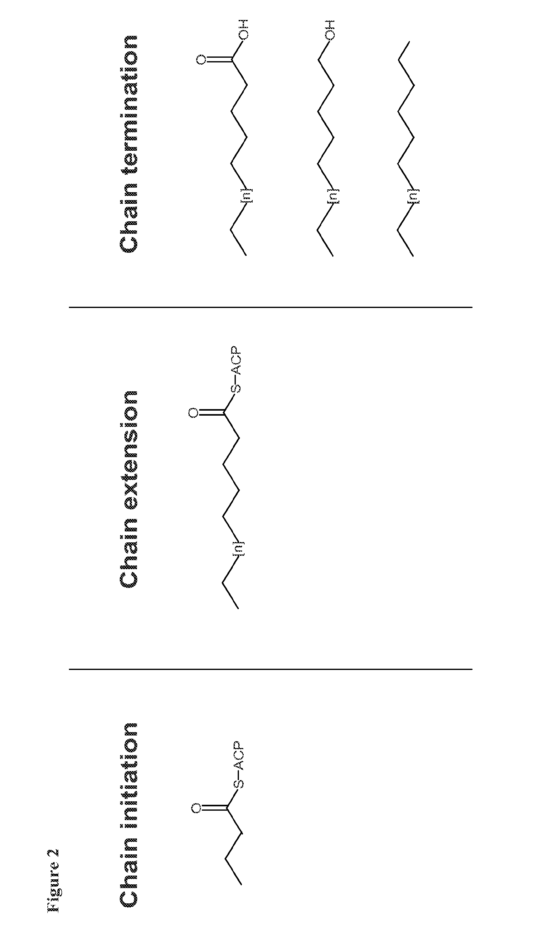 Production of Malonyl-CoA Derived Products Via Anaerobic Pathways