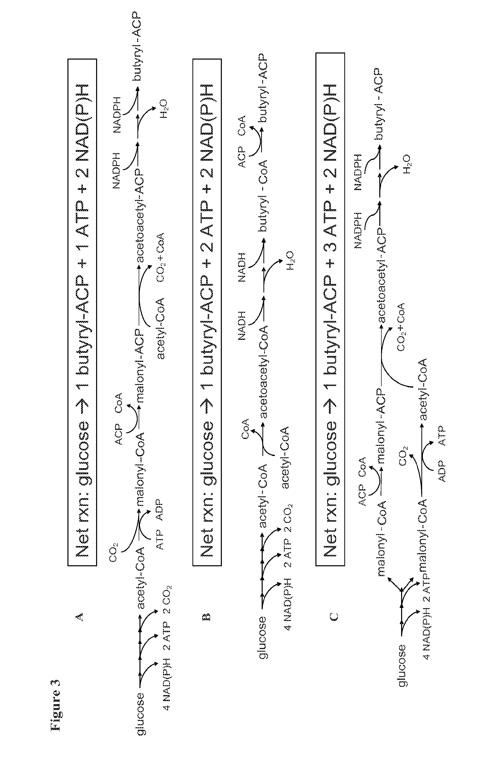 Production of Malonyl-CoA Derived Products Via Anaerobic Pathways