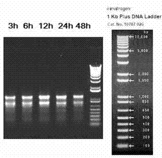 Method for high-flux rapidly cloning of rape draught-resistant gene