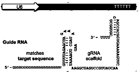 CRISPR-Cas9 system-mediated knockout method for mouse FGF5 (Fibroblast Growth Factor 5) gene