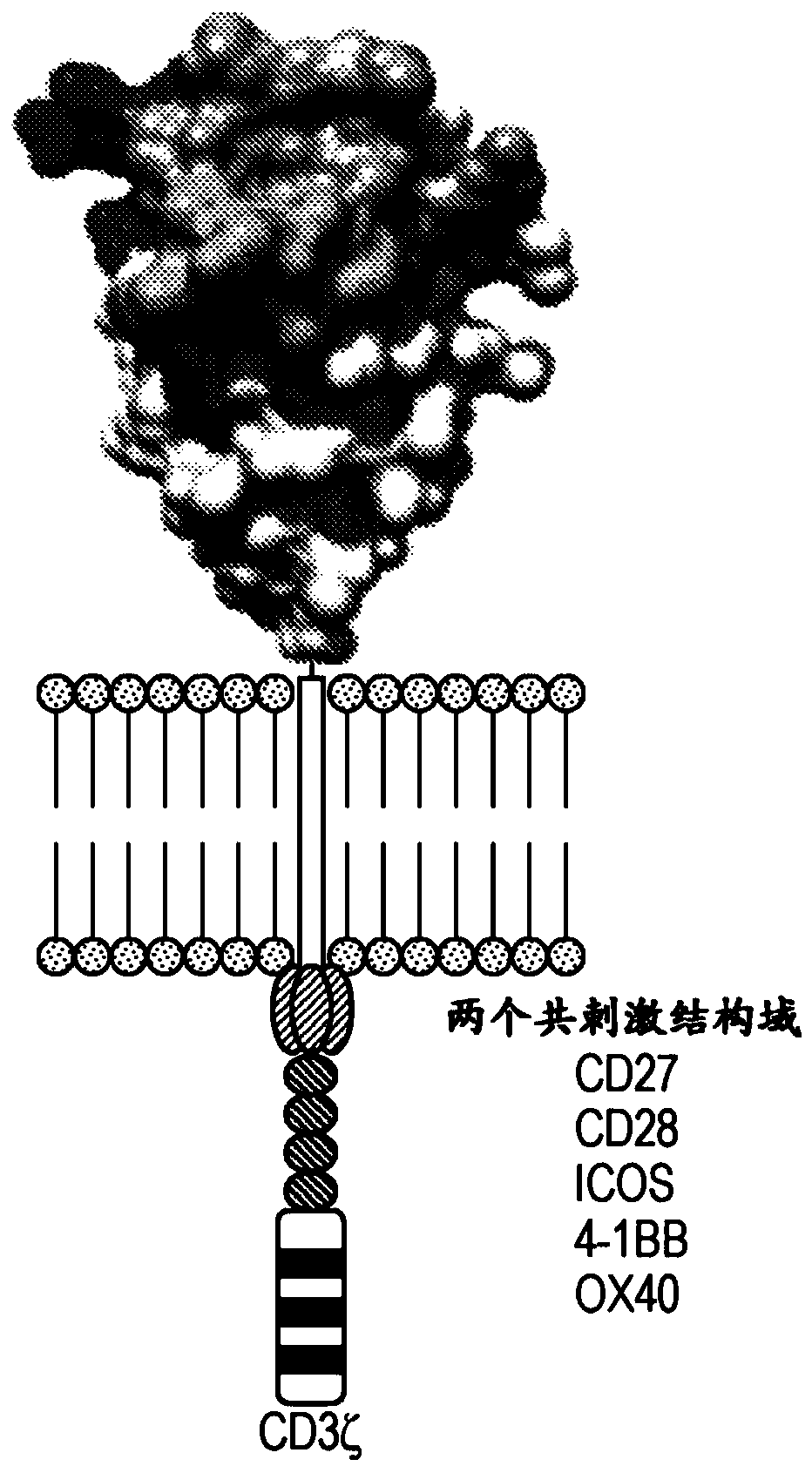 Fibronectin binding domain chimeric antigen receptors and methods of use thereof