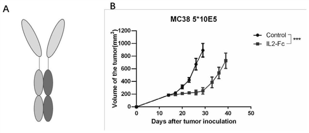 Bifunctional fusion protein composed of IL-2 and antibody subunit