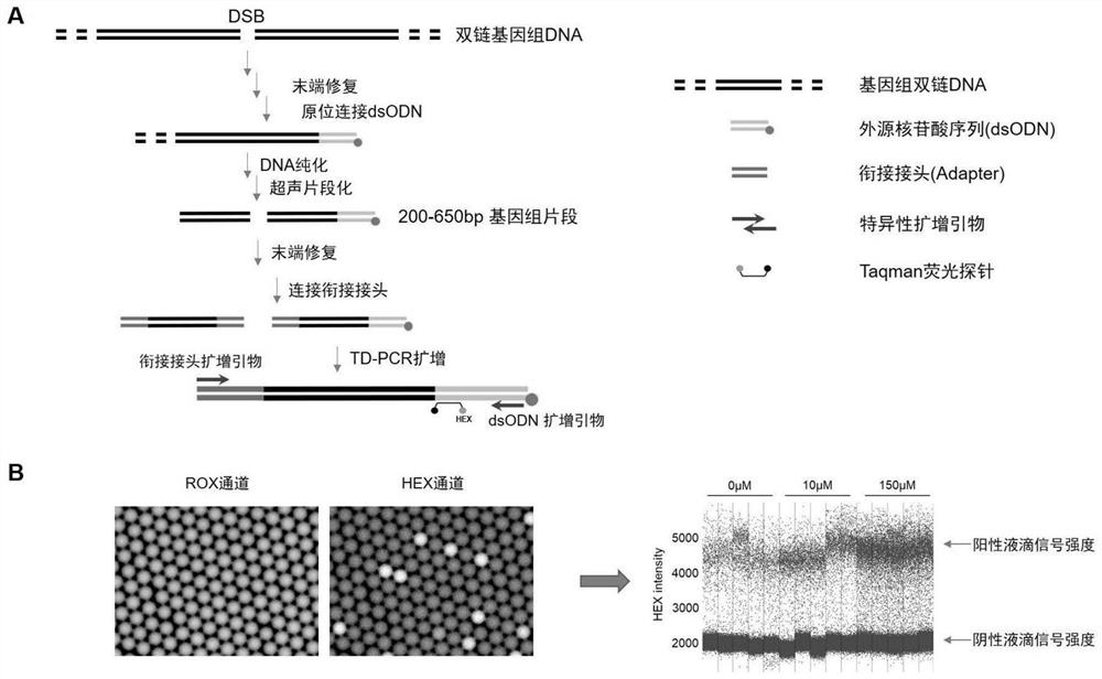 Method for absolutely quantifying number of DNA double-strand fractures in cells and application