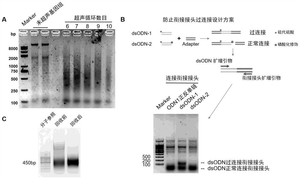 Method for absolutely quantifying number of DNA double-strand fractures in cells and application