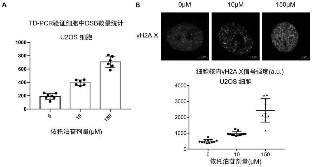 Method for absolutely quantifying number of DNA double-strand fractures in cells and application