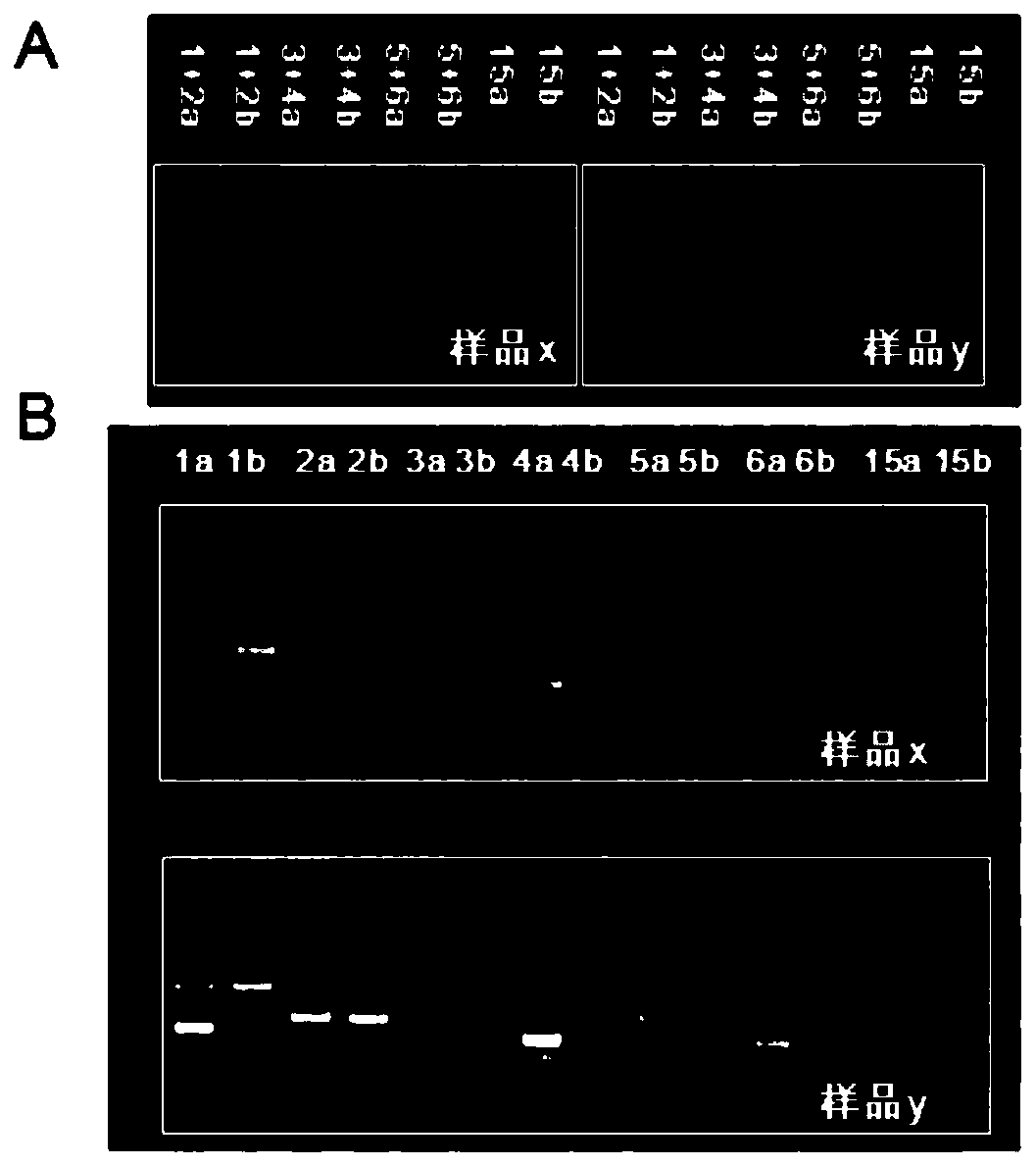 Multiple PCR detection method and kit for human platelet blood type