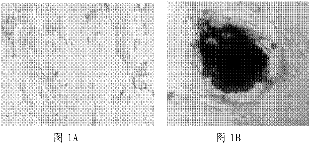 Inhibitor for inducing pluripotent stem cells, and inducing method and application thereof