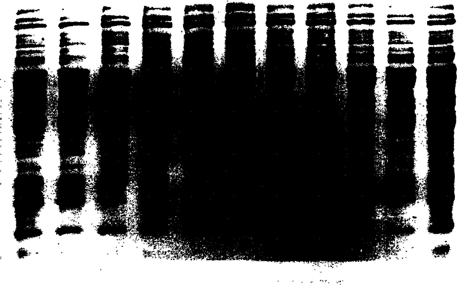 Method of detecting crop seed purity