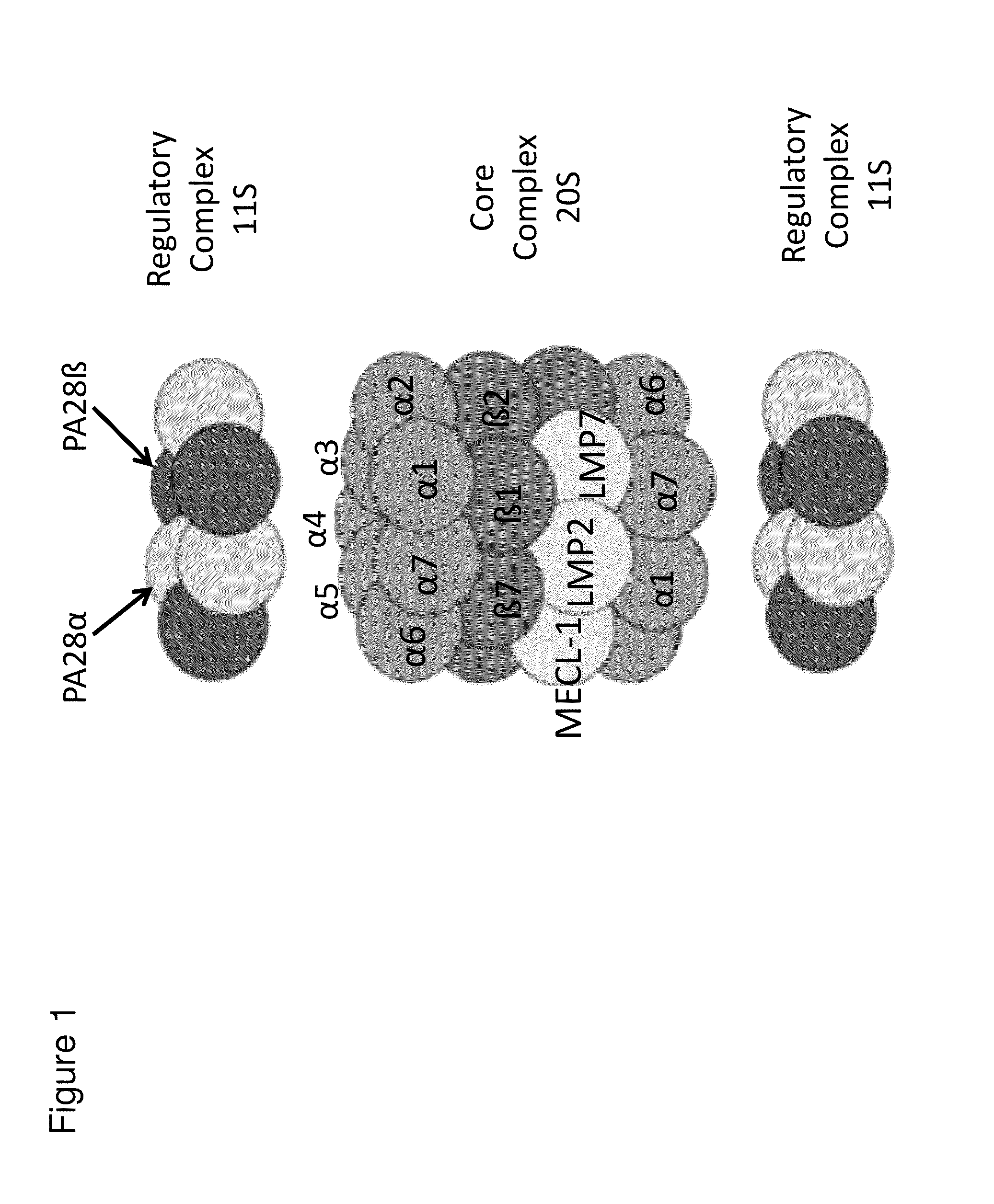 Methods and kits for diagnosing sjogren's syndrome