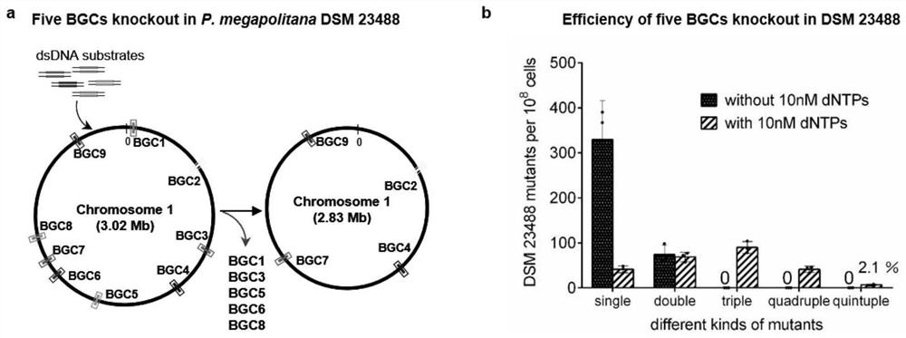 Bacterial genome multi-editing method based on double-stranded DNA recombinant engineering and application thereof