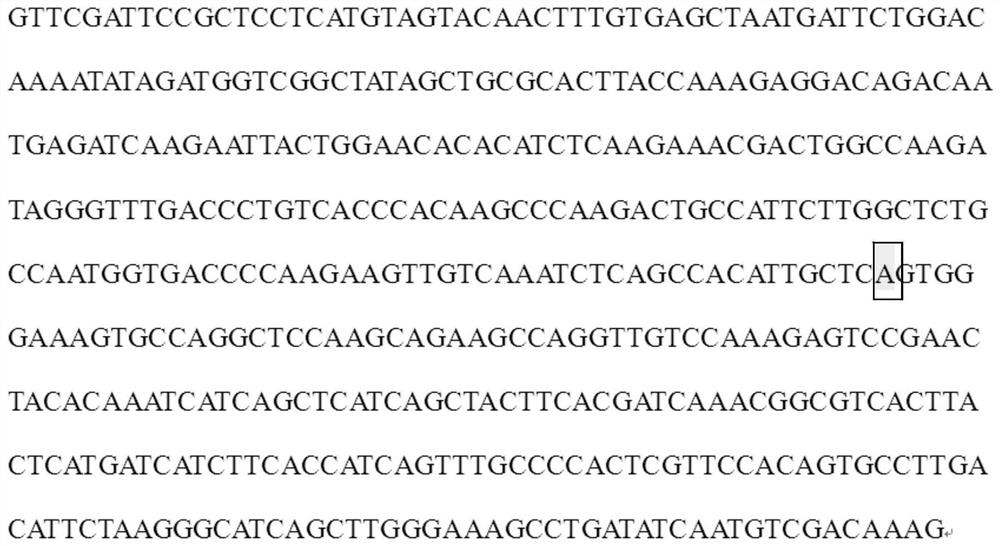 SNP molecular marker for screening Gansu nectarine varieties