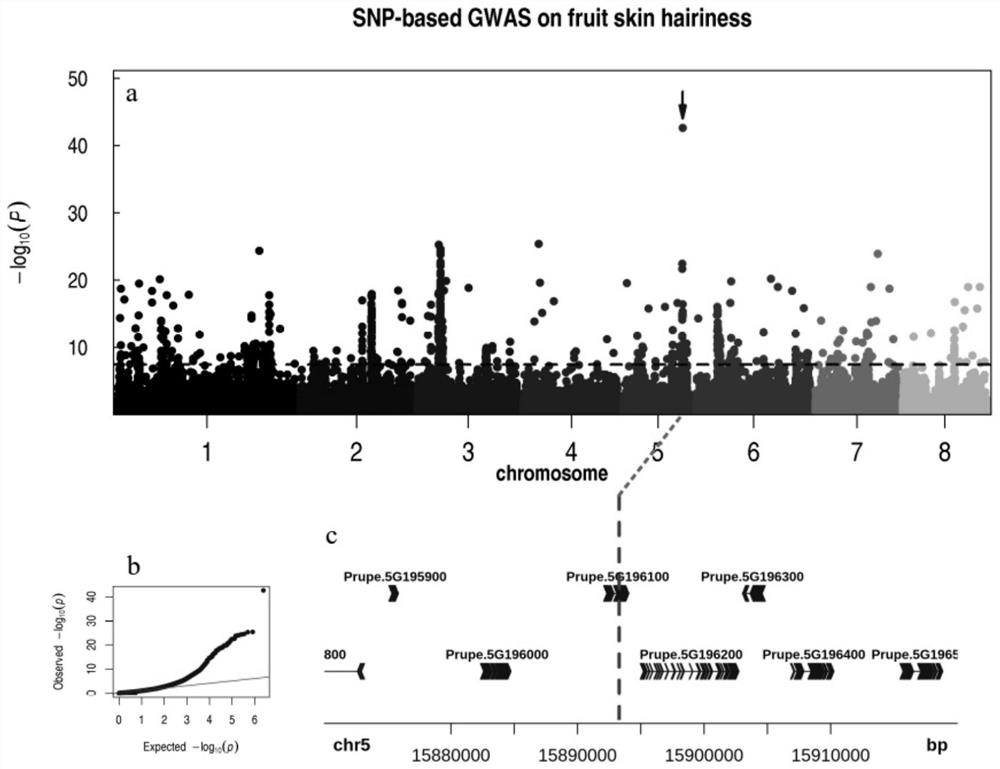 SNP molecular marker for screening Gansu nectarine varieties