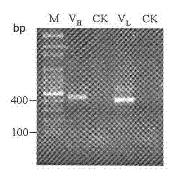 Screening on single chain antibody for resisting fusarium and application thereof