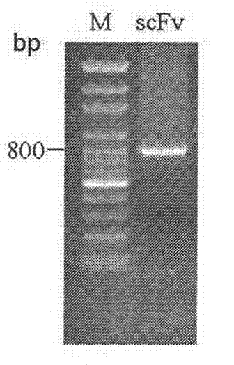 Screening on single chain antibody for resisting fusarium and application thereof